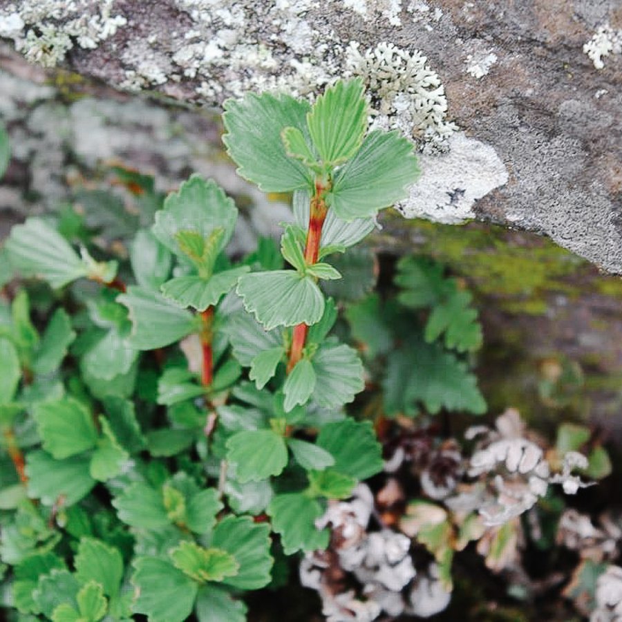 Der Resurrection Bush