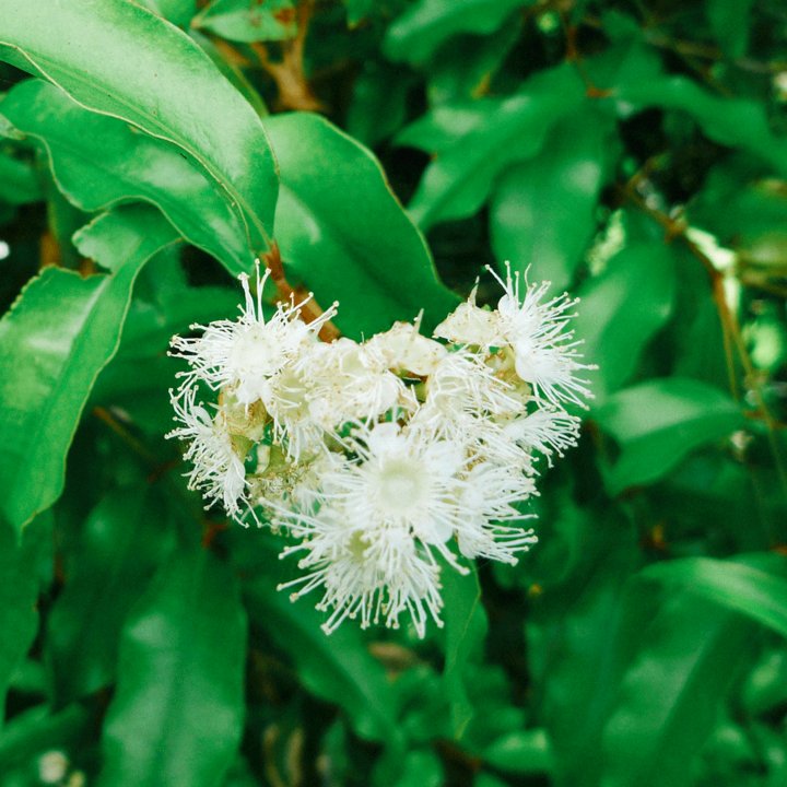 Anise Myrtle