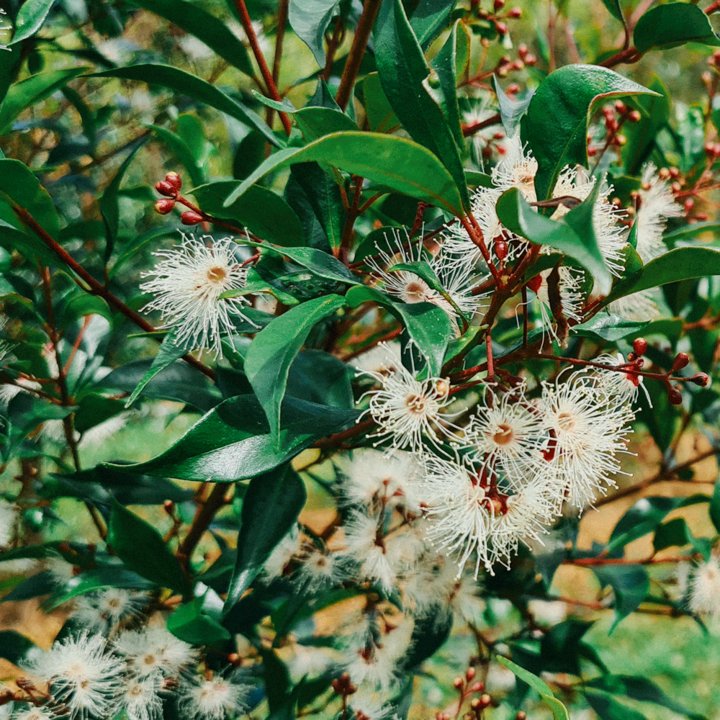 Mango Myrtle