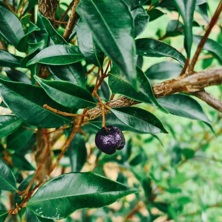 Mango Myrtle