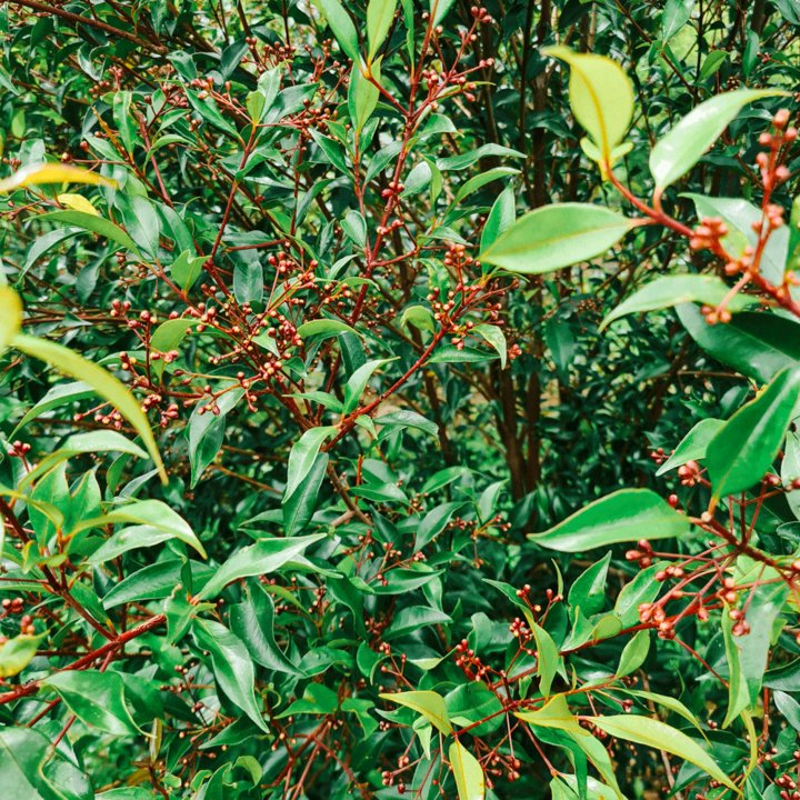 Mango Myrtle