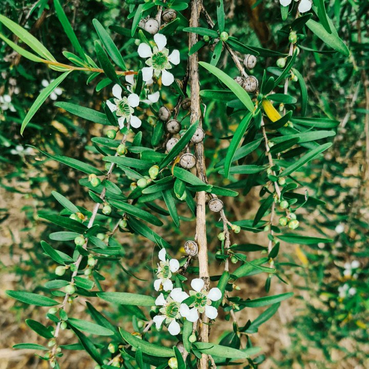 Pineapple Myrtle