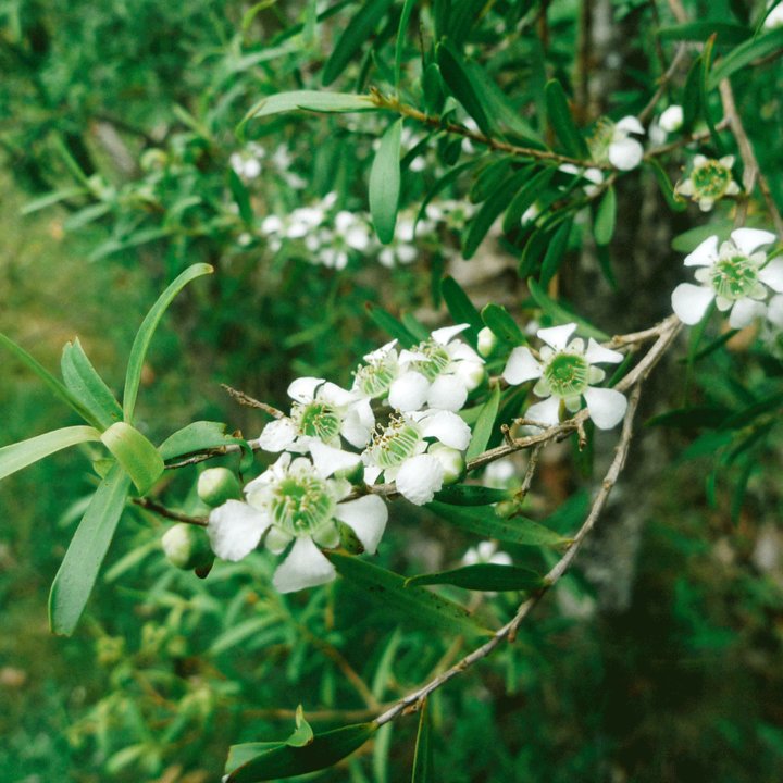 Rose Myrtle