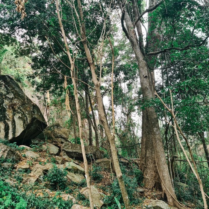 Australisches Rosenholz