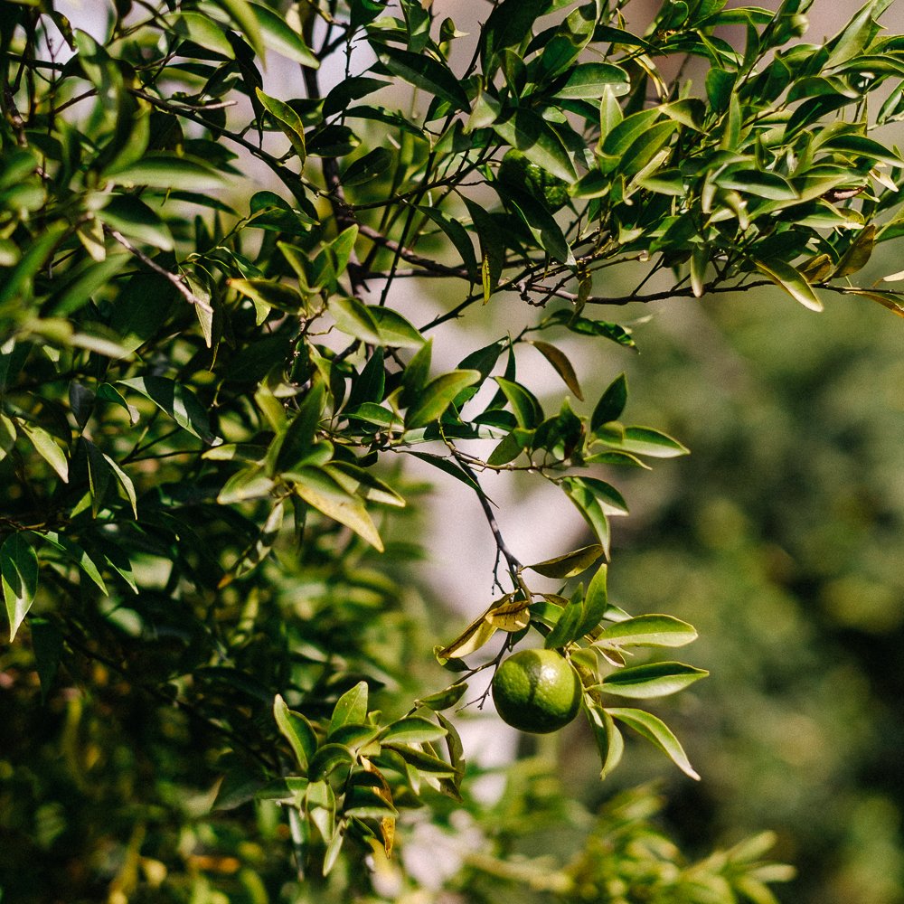 Bergamot