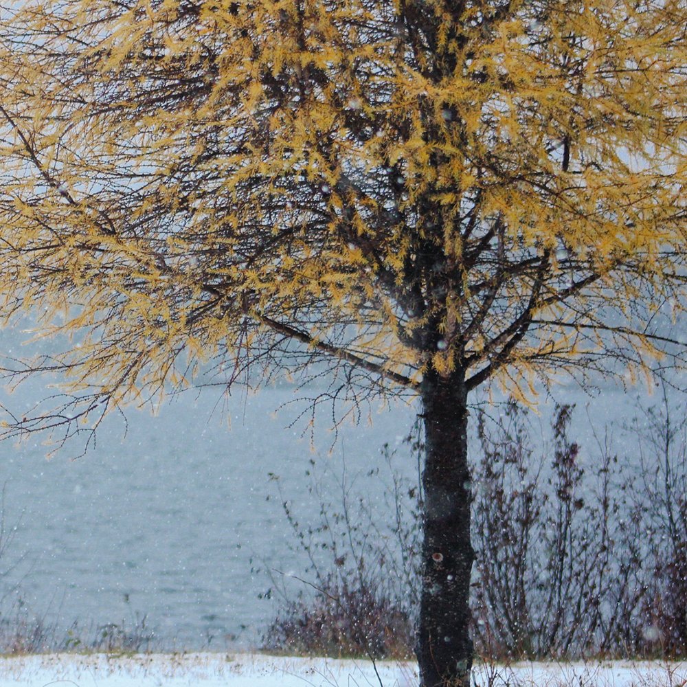Mélèze de Tamarack 