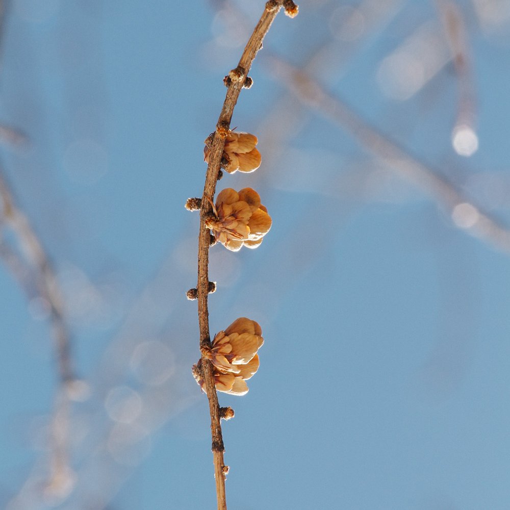 Tamarack-Lärche 