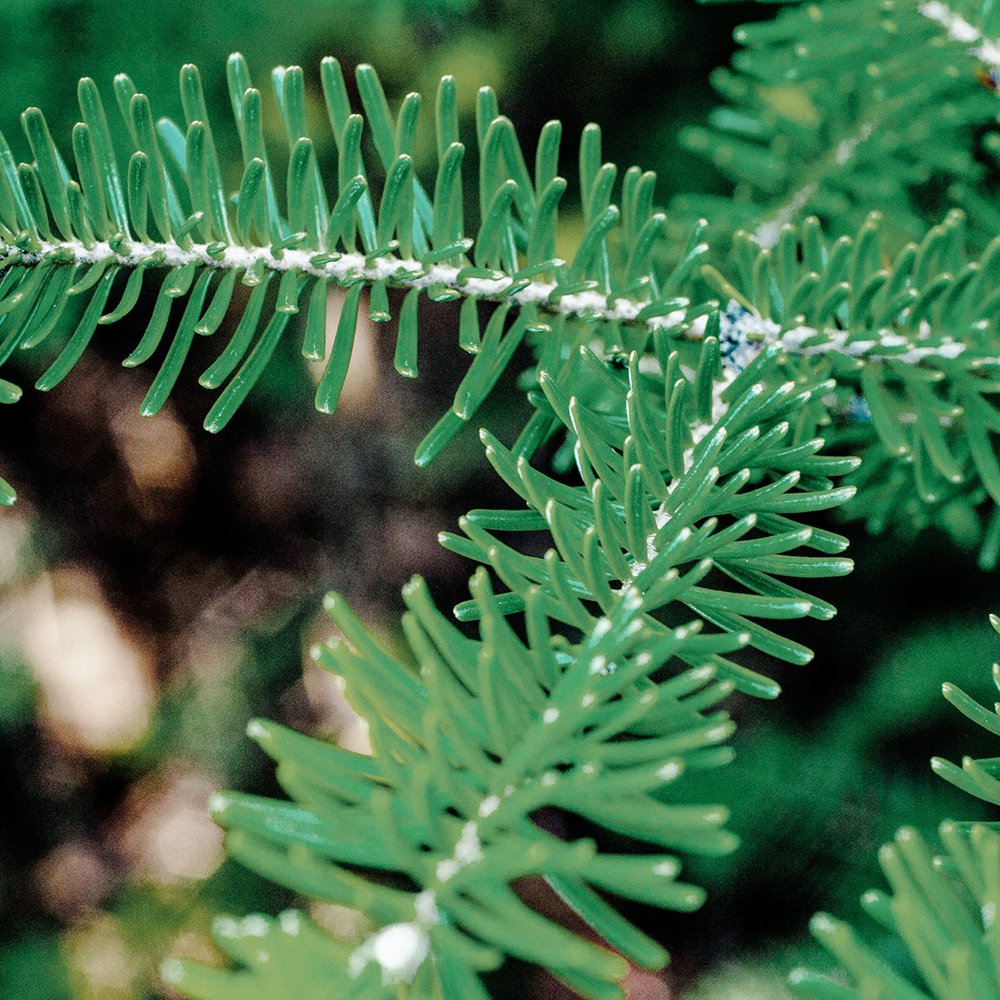 Sapin baumier