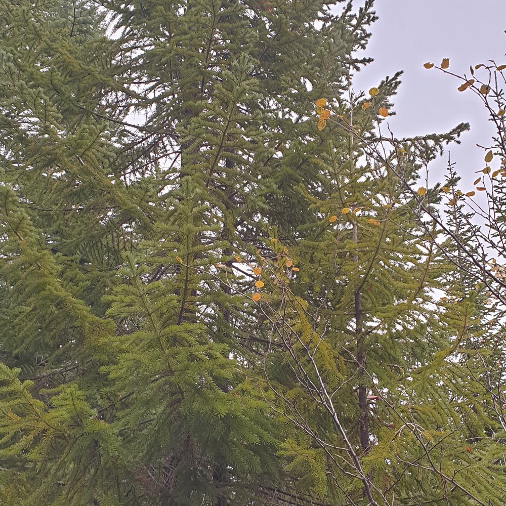 Siberian Fir