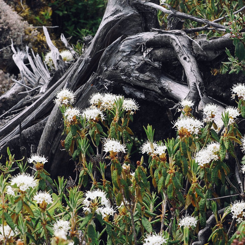Rhododendron groenlandicum