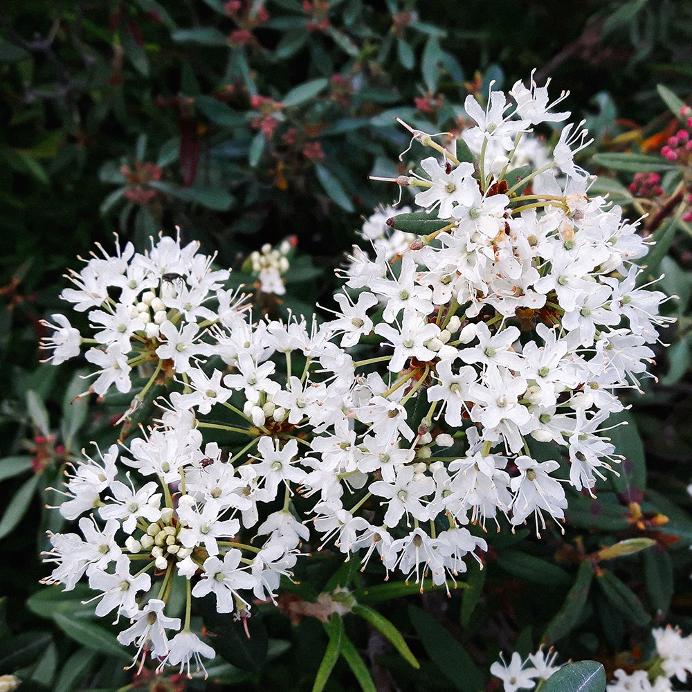 Rhododendron groenlandicum