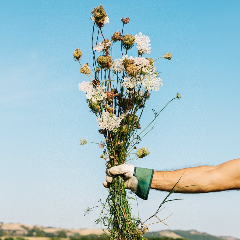 Wild carrot