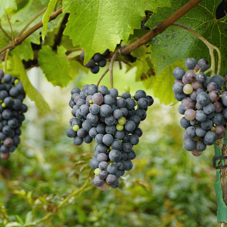 Le resvératrol et ses propriétés naturelles