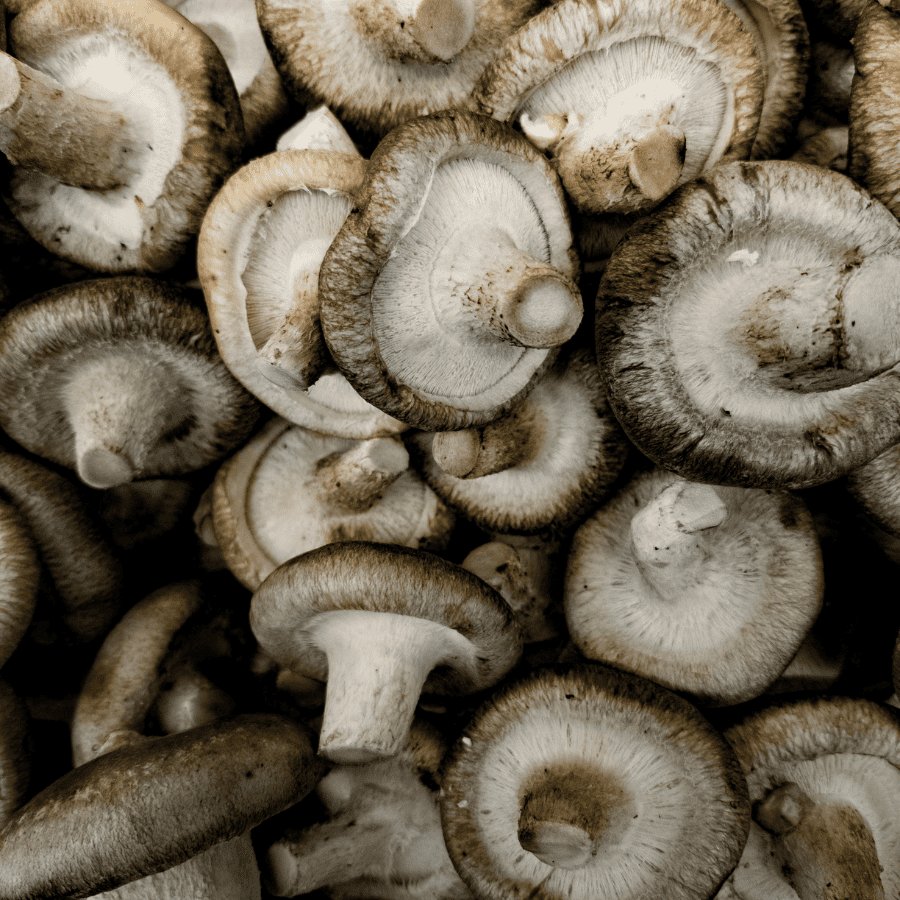 L'AHCC® : une forme fermentée du shiitake étudiée au Japon