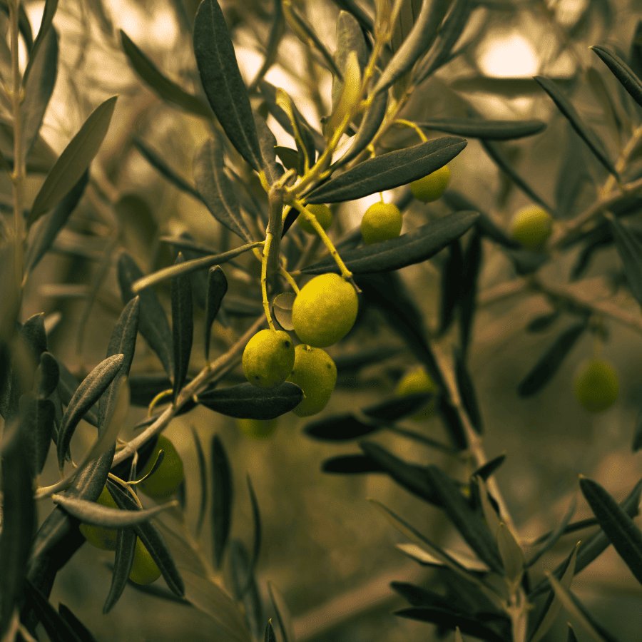 Huile d’olive extra-vierge et oméga-3