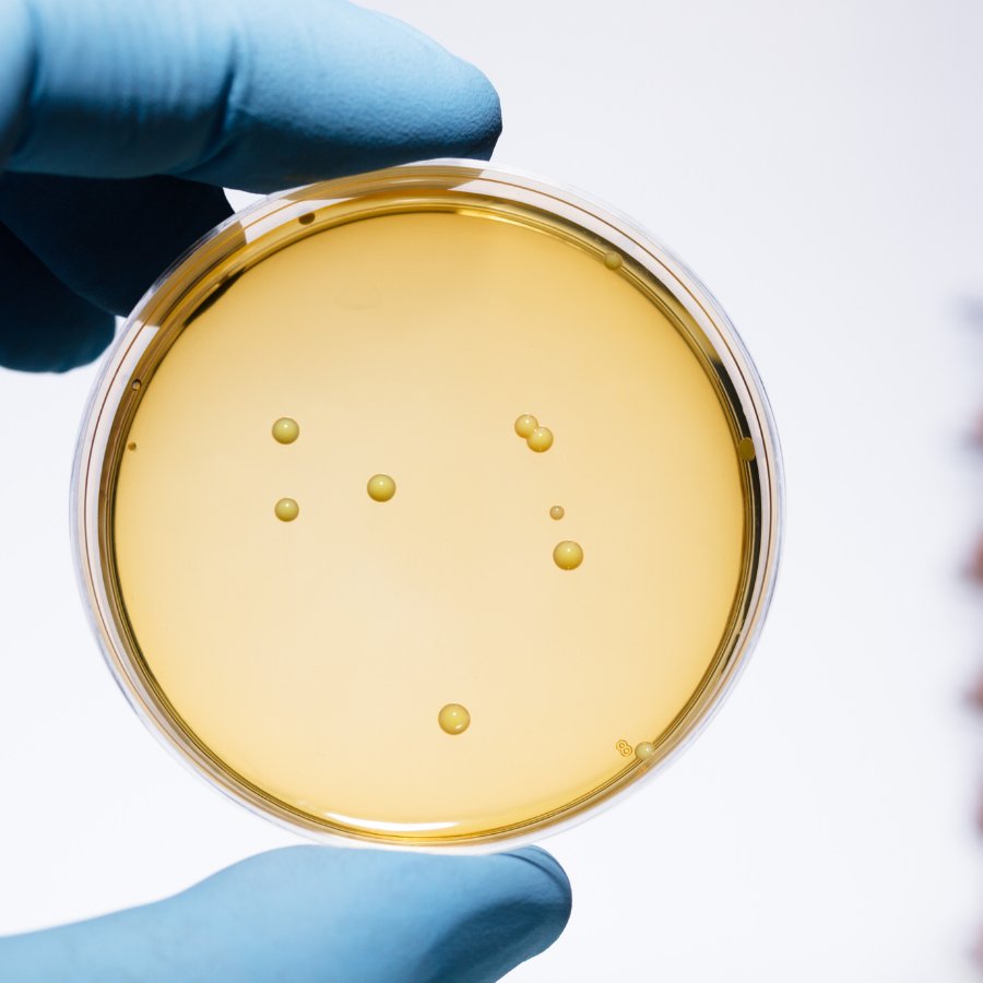 L'équilibre du microbiote intestinal et la peau
