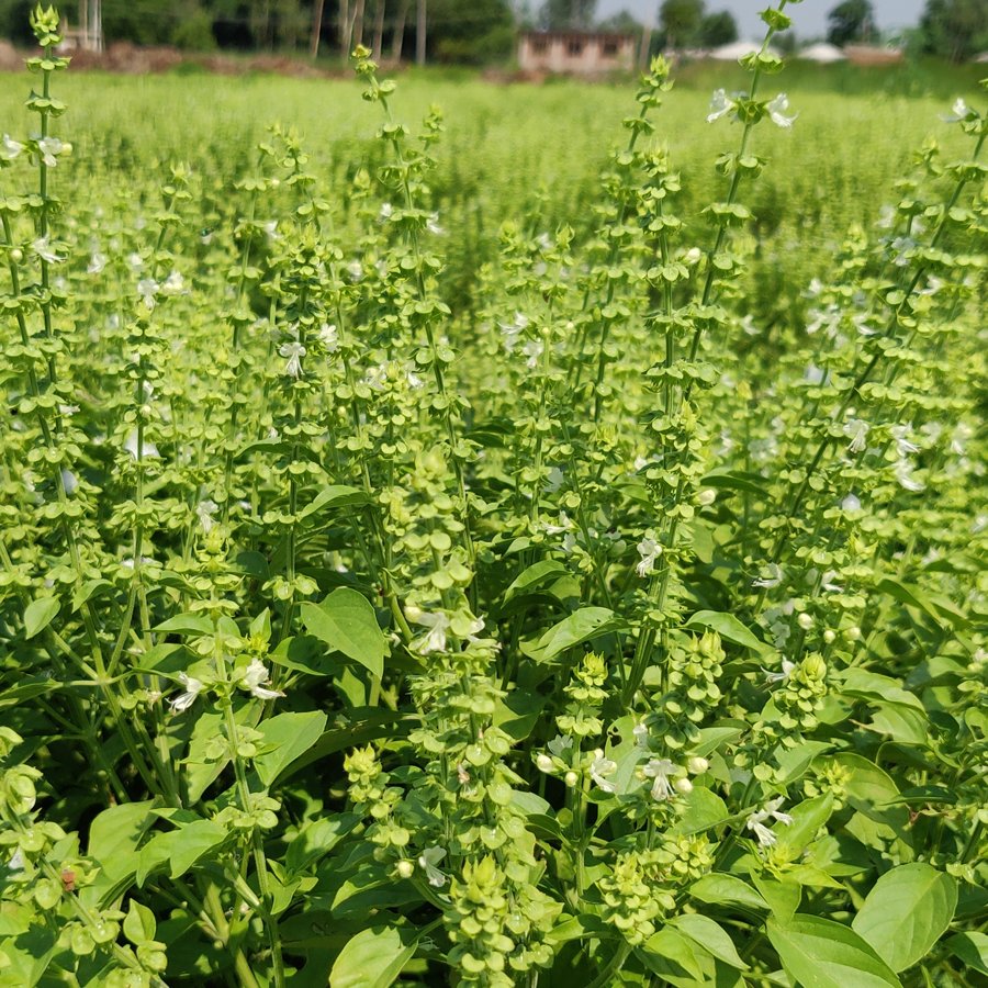 Basil