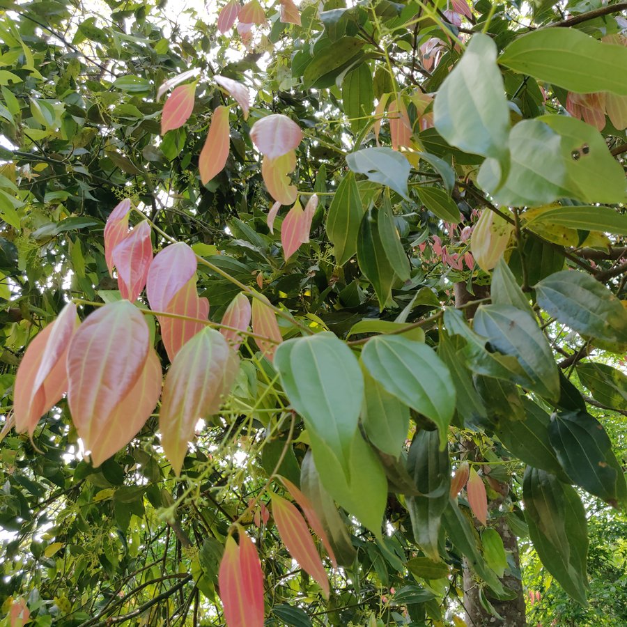 Cassia