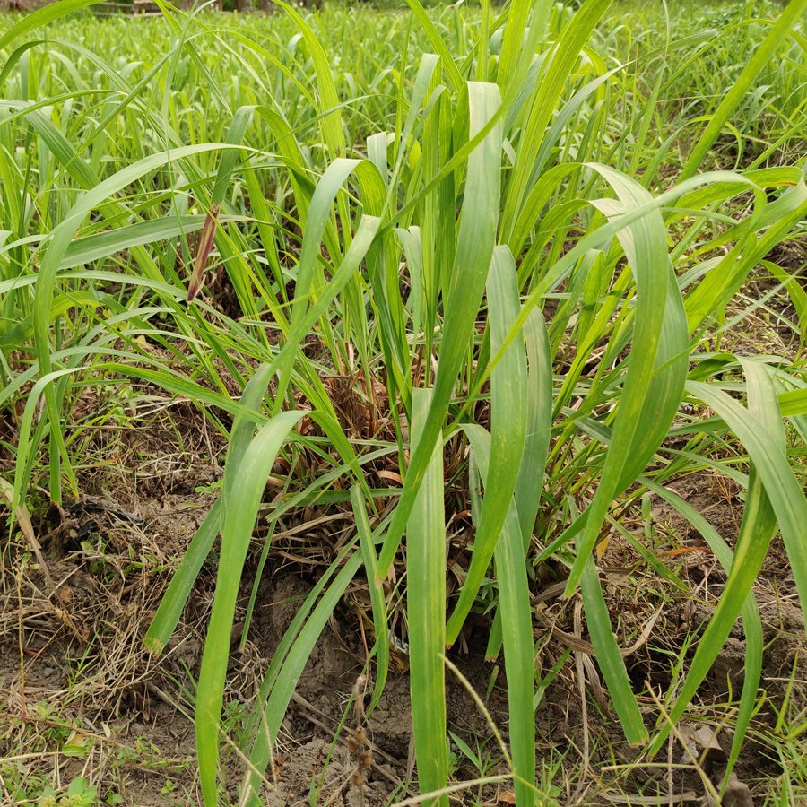 Citronella