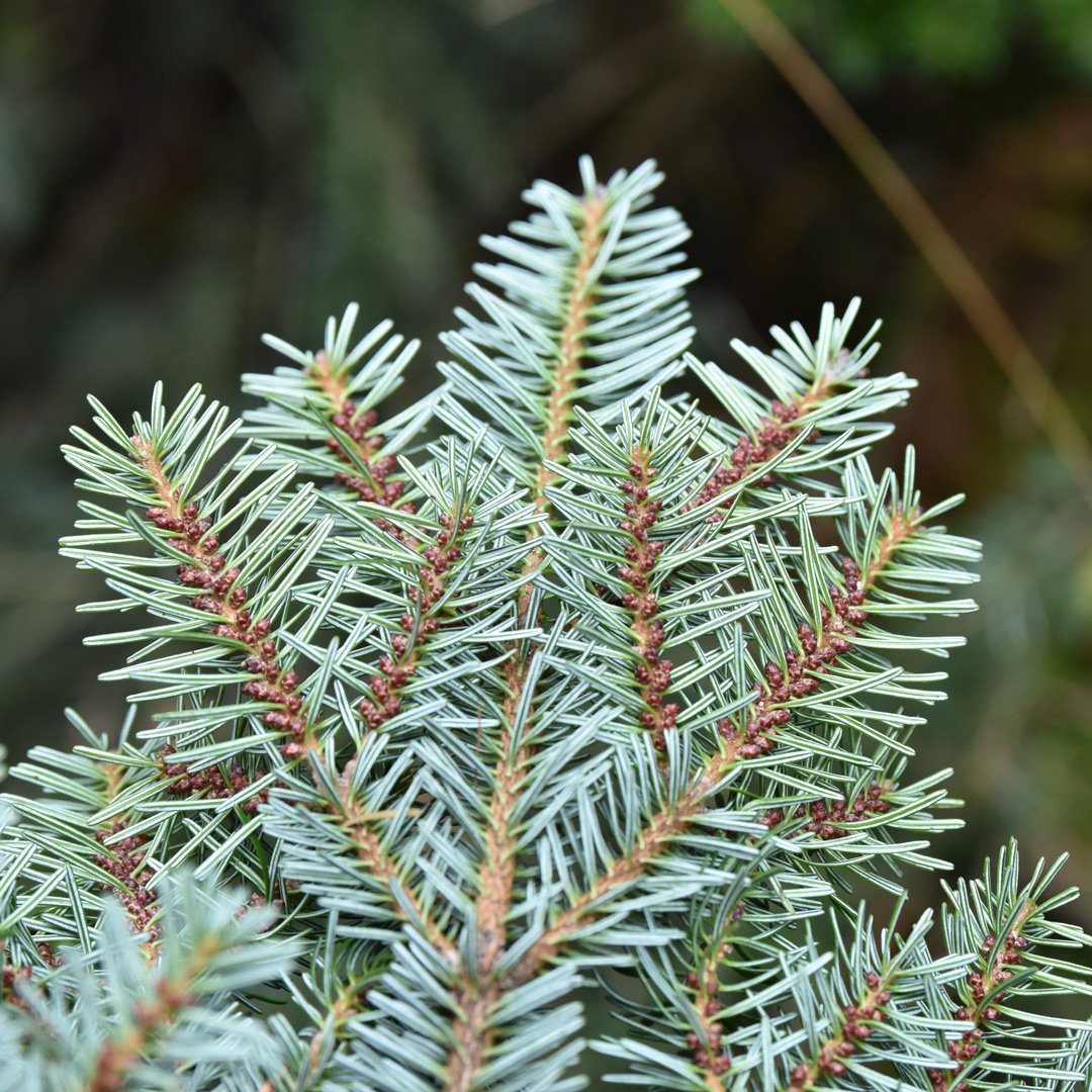 Silver Fir 