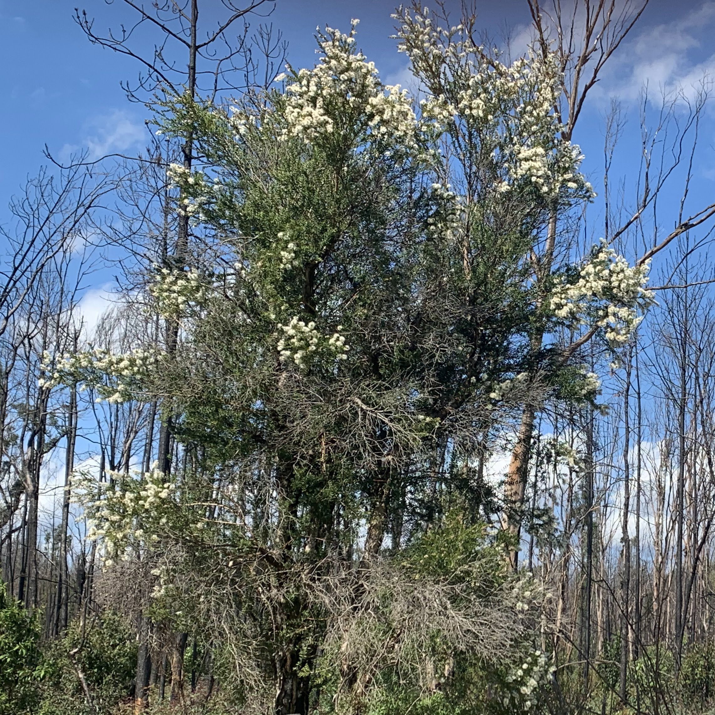 Teebaum