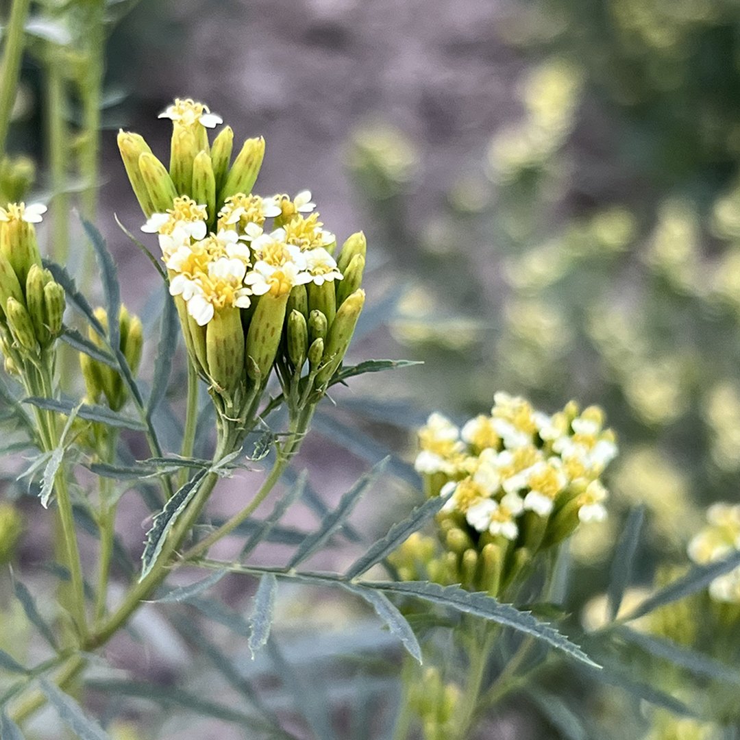 Tagetes minuta