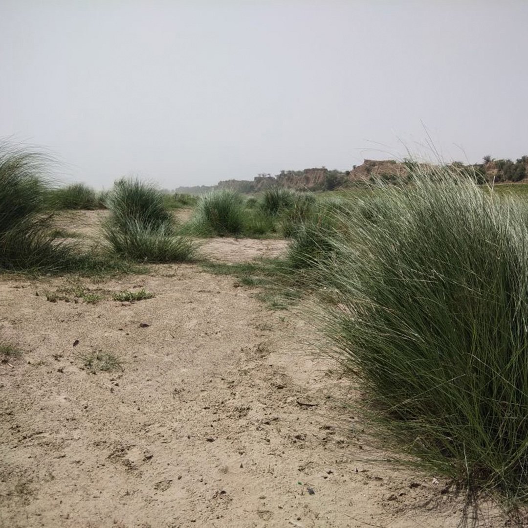 Vetivera zizanioides