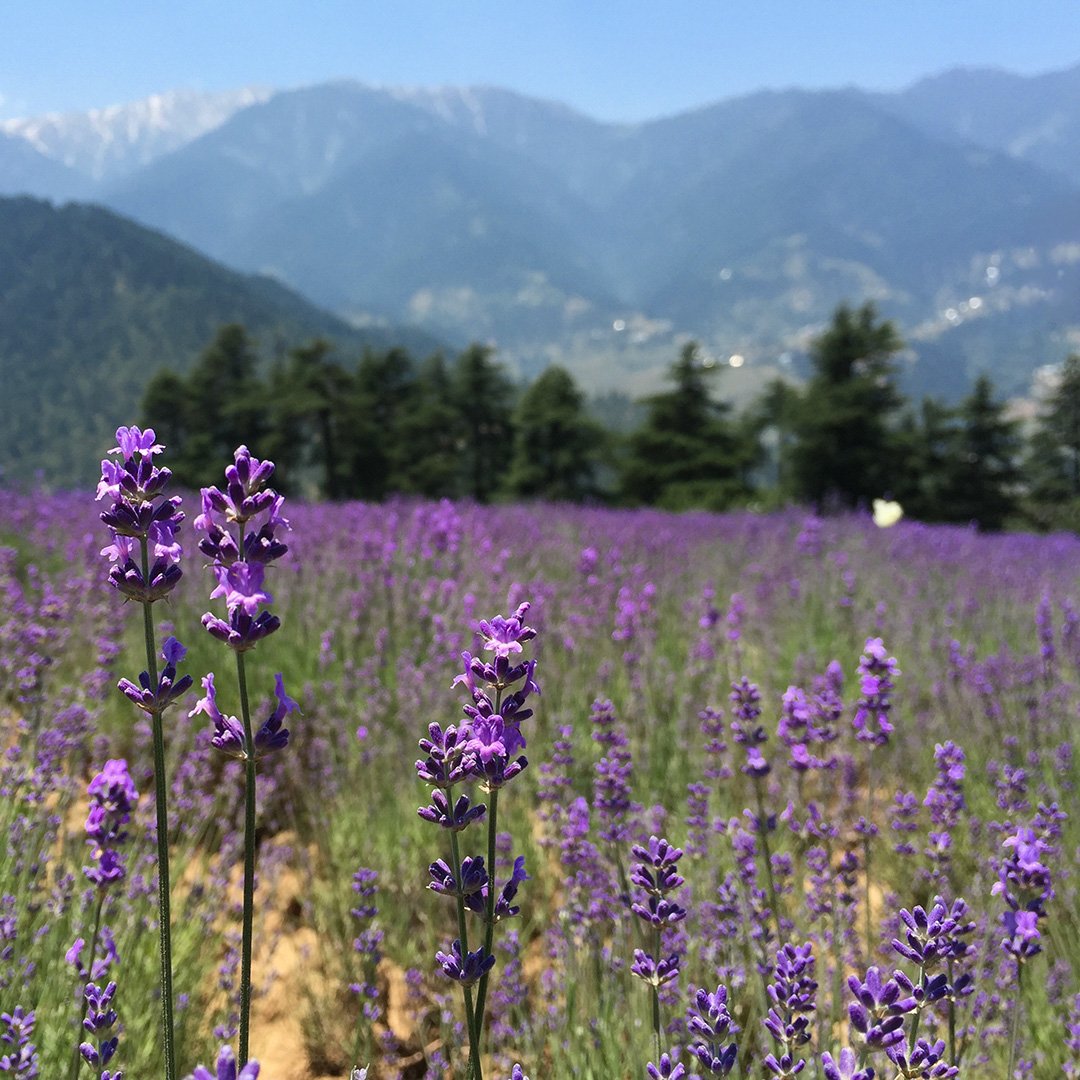 Lavandula angustifolia