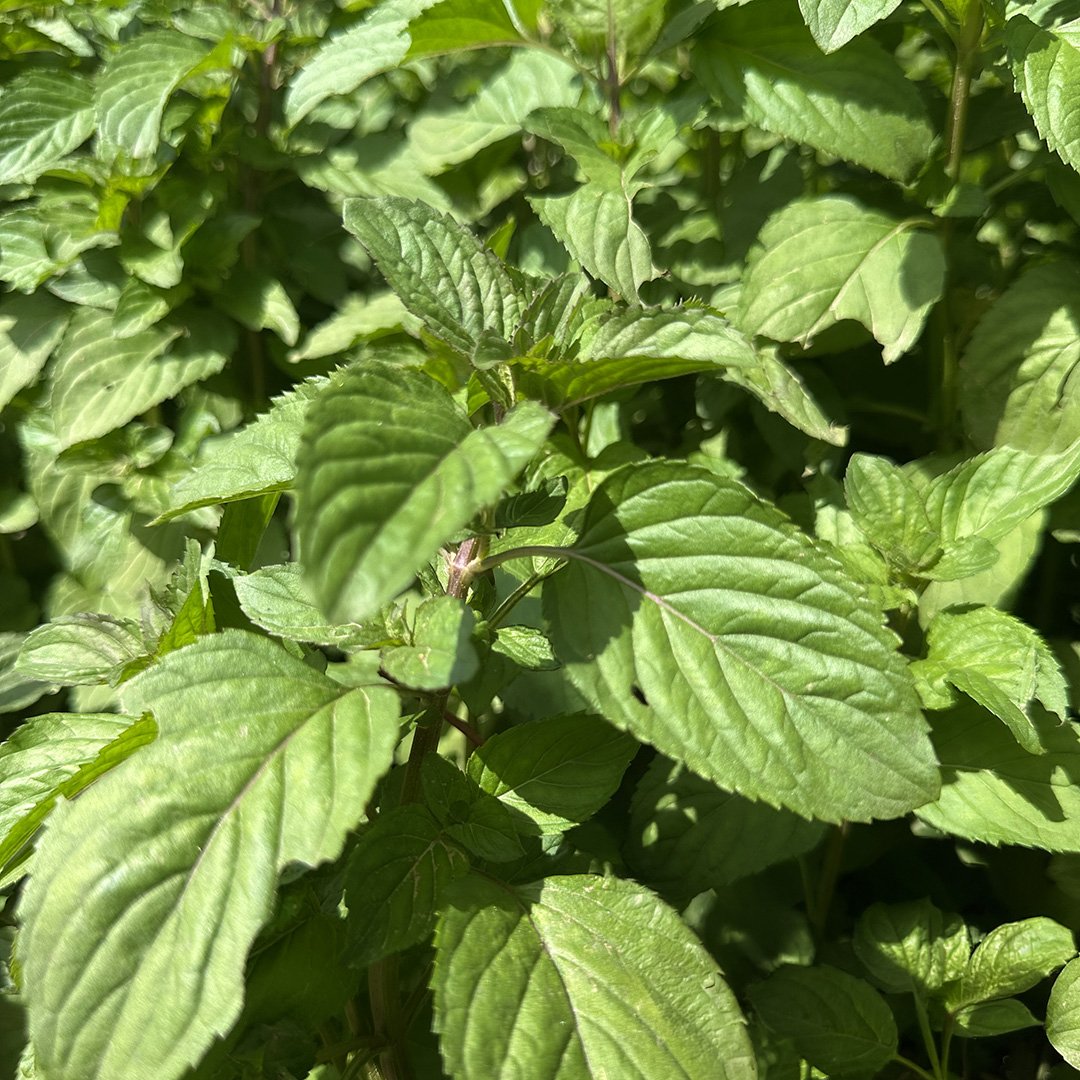 Mentha citrata