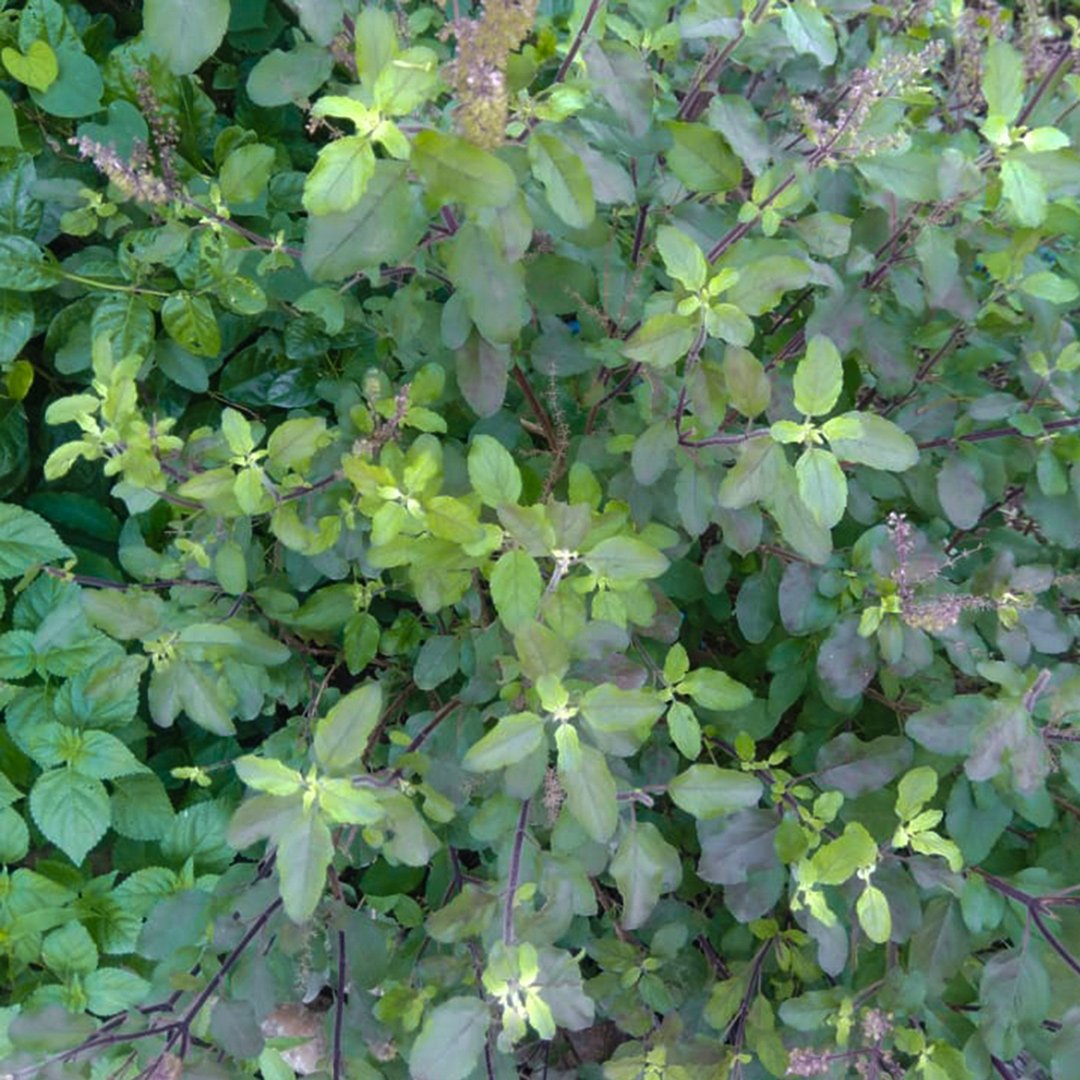 Ocimum sanctum