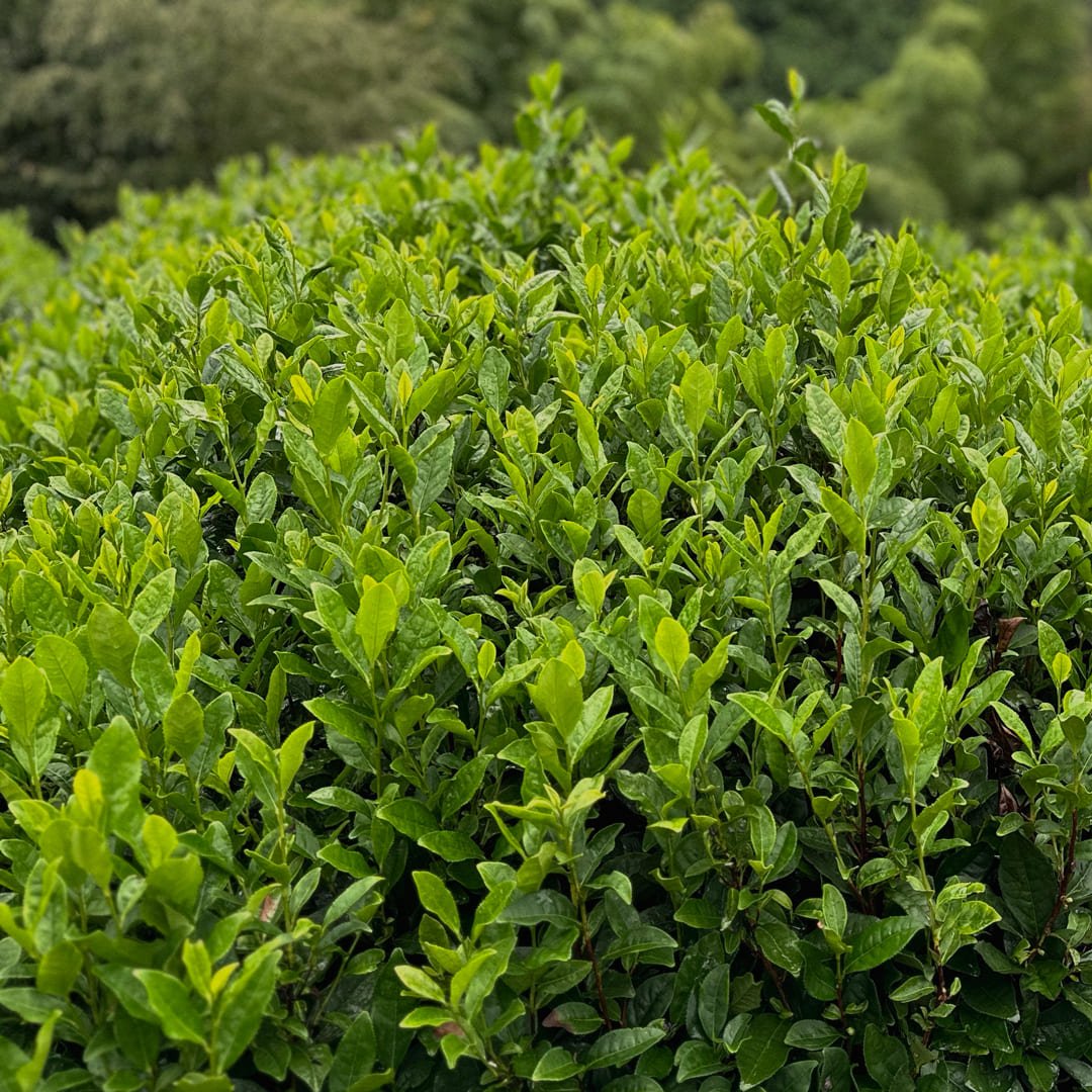 Teefarm