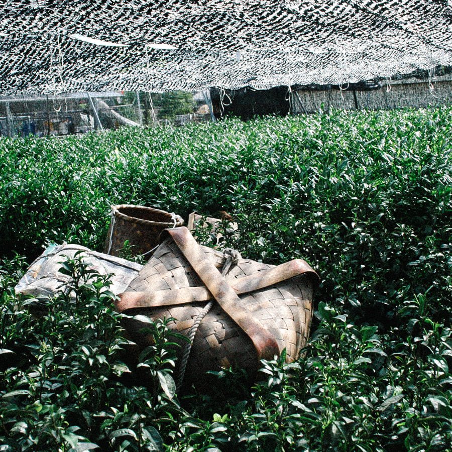Gyokuro