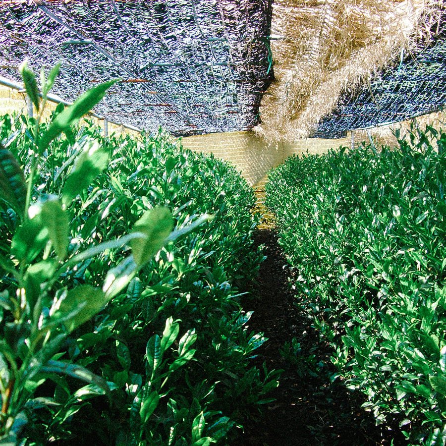 Gyokuro