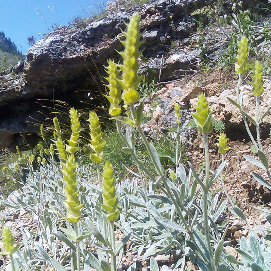 THÉS DES MONTAGNES (Sideritis scardica)