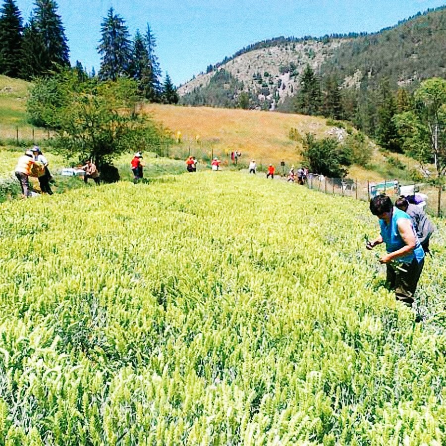 Ferme de thé