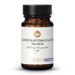 Limosilactobacillus reuteri Pylopass