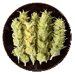 Olymp Mountain Tea Bio
