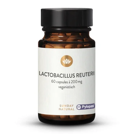 Limosilactobacillus Reuteri