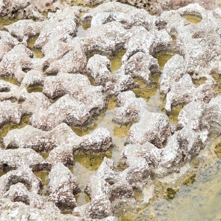 On Demand Webinar Leaky Gut & Kofaktoren PMA - Zeolith als Schlussel zur Regeneration