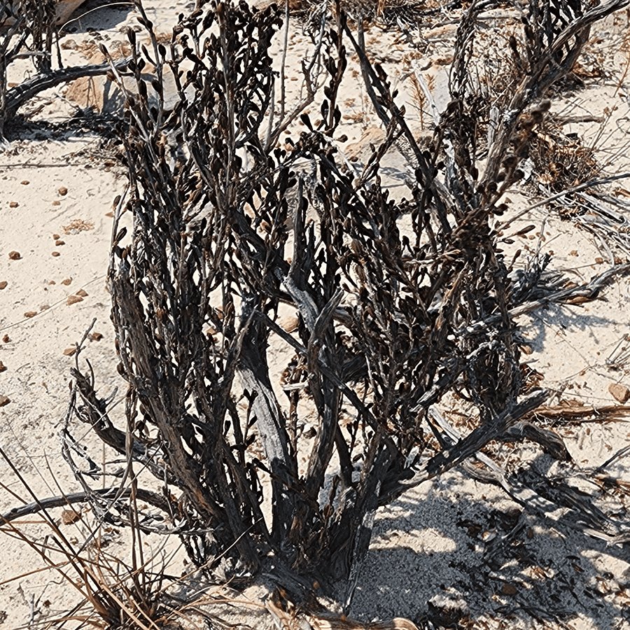 Der Resurrection Bush