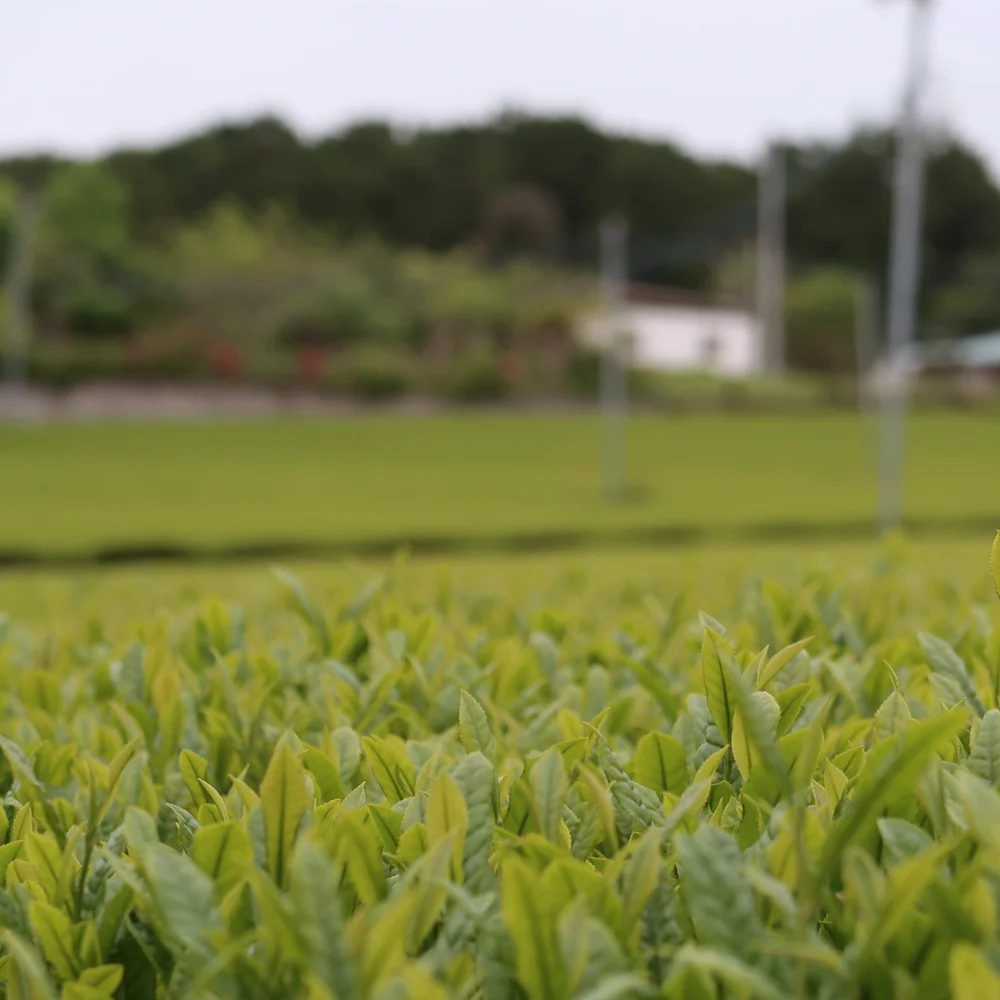 Teefarm