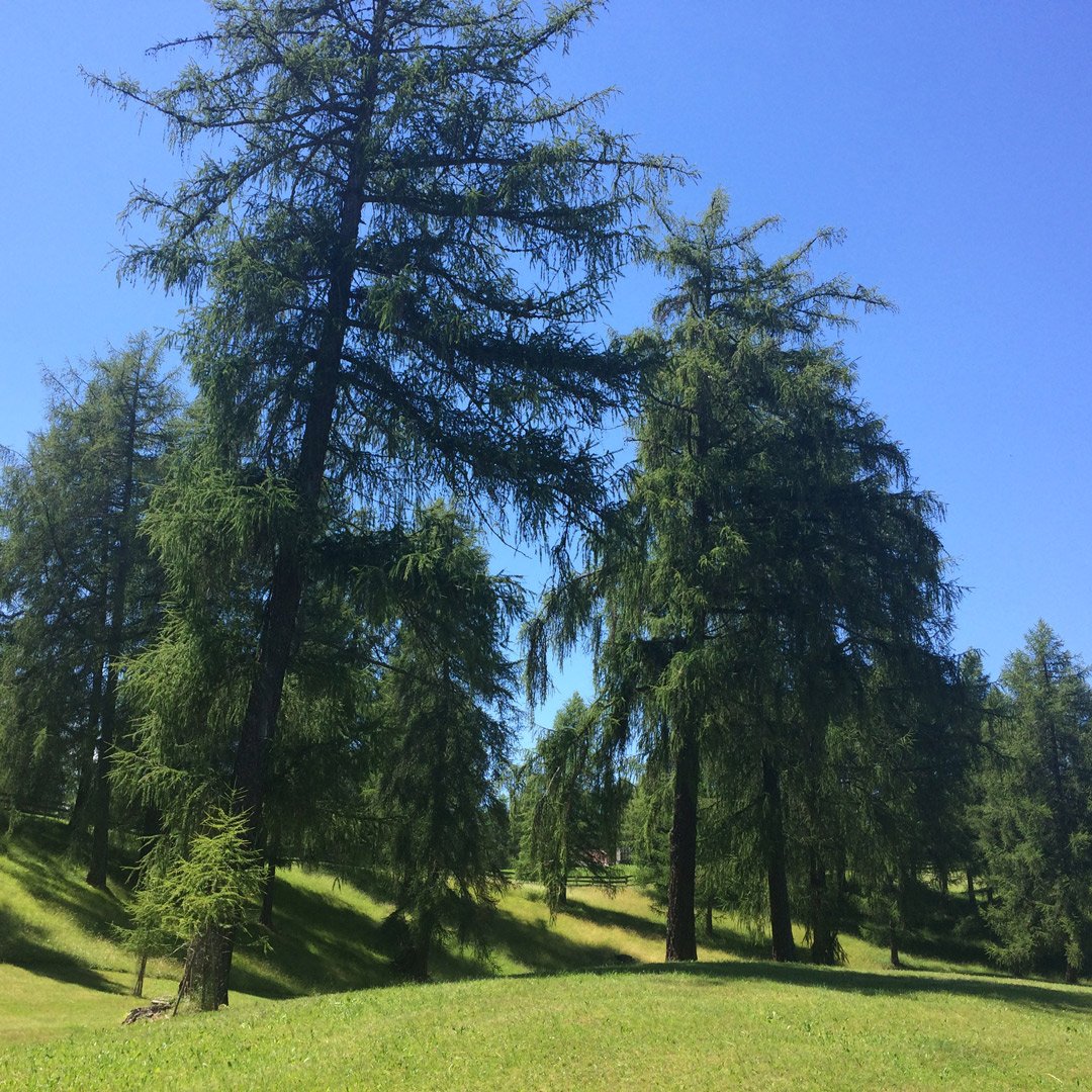 European Larch