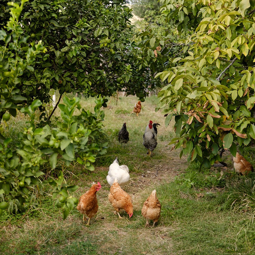 Farm