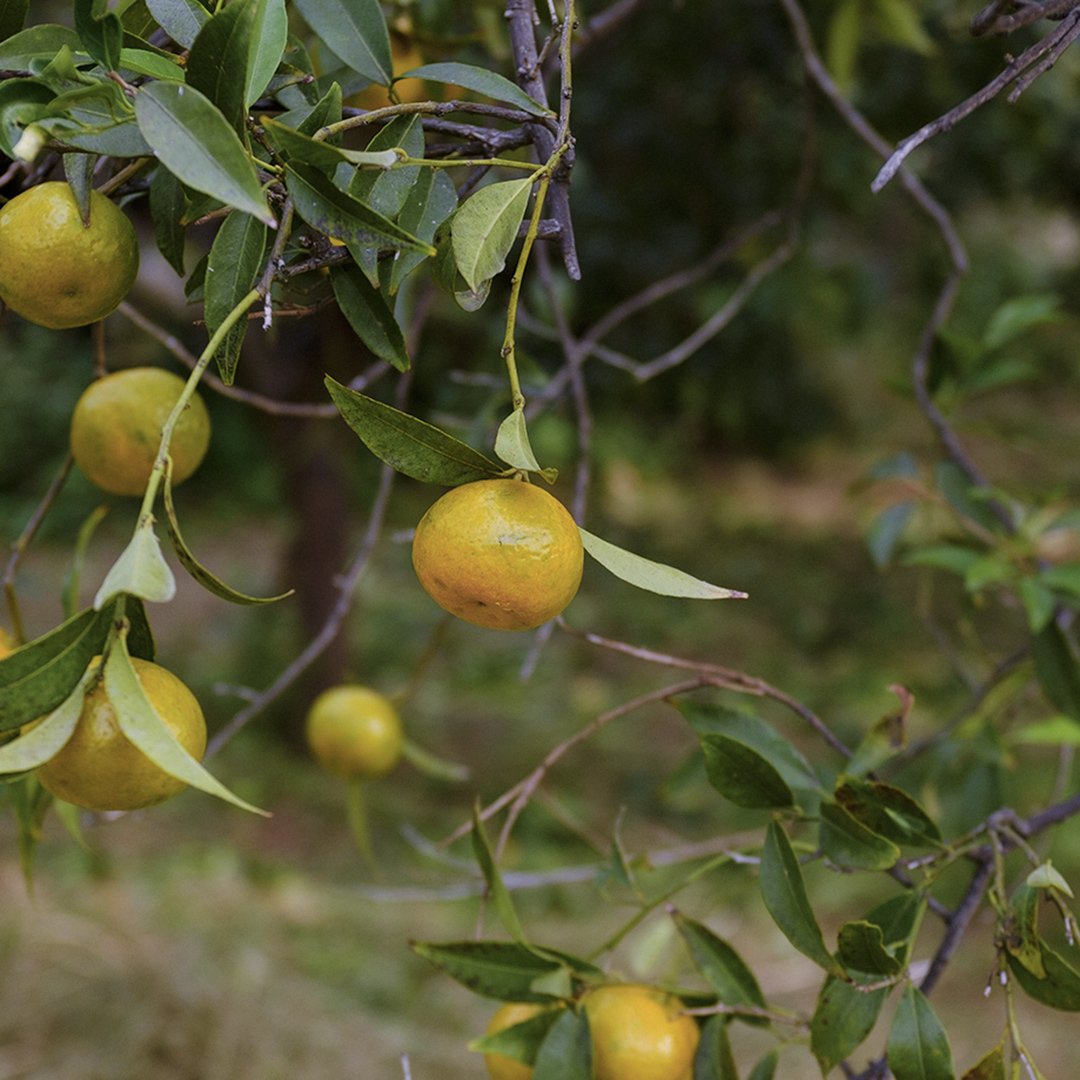 Mandarine