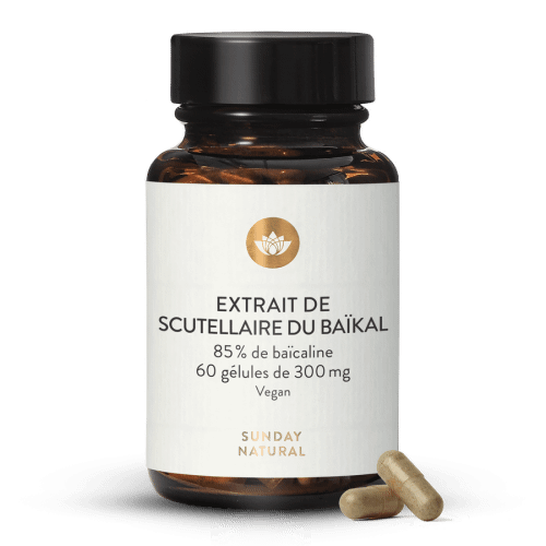 Extrait de Scutellaire du Bakal en glules