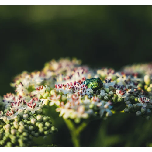 Live Webinar: Mikronrstoffe bei Autoimmunitt