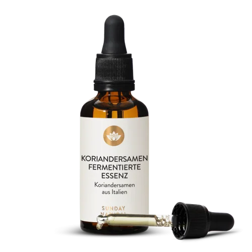 Koriander fermentiert