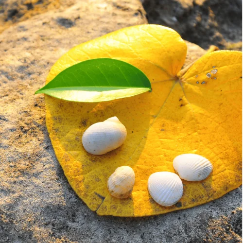 On Demand Webinar Vitamin D & Autoimmunitt